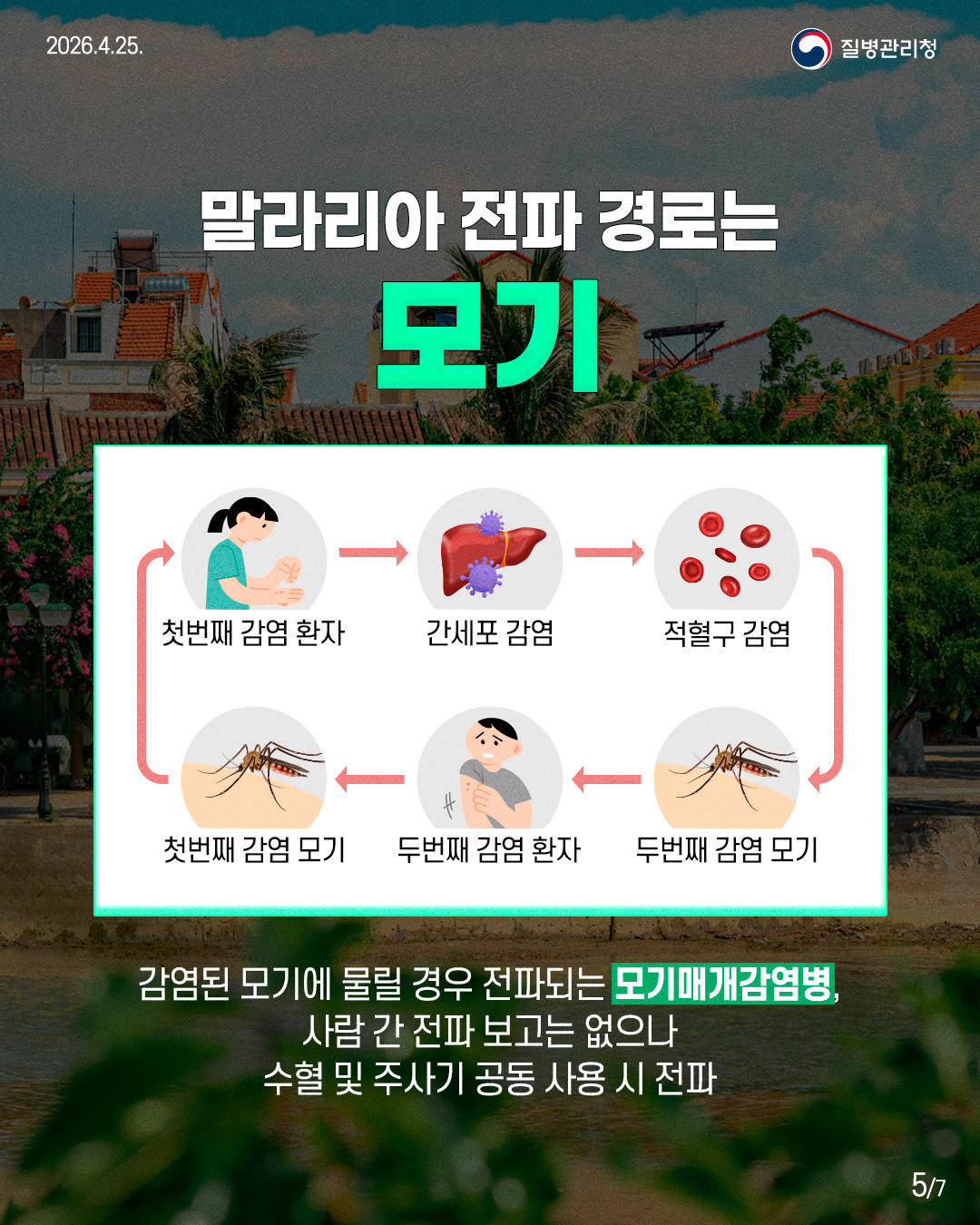 말라리아 전파 경로는 모기 첫번째 감염 환자 간세포 감염 적혈구 감염 두번째 감염 모기 두번째 감염 환자 첫번째 감염 모기 감염된 모기에 물릴 경우 전파되는 모기매개감염병, 사람 간 전파 보고는 없으나 수혈 및 주사기 공동 사용 시 전파